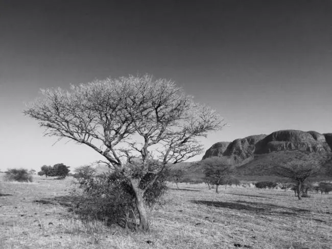 EN SUDAFRICA CON THE HUNTER'S DREAM SAFARI por José Luis Ybarra