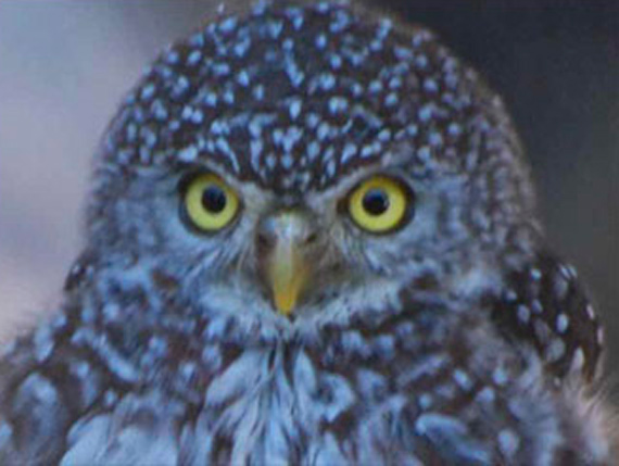 AVISTAMIENTO DE AVES 