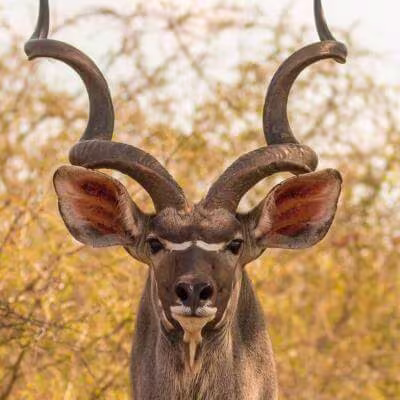 Safaris de Ant�lopes en Limpopo, Sud�frica