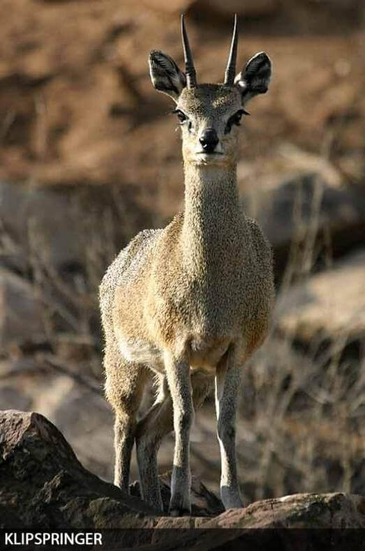 Safaris de Pequeños Antilopes y Springbucks